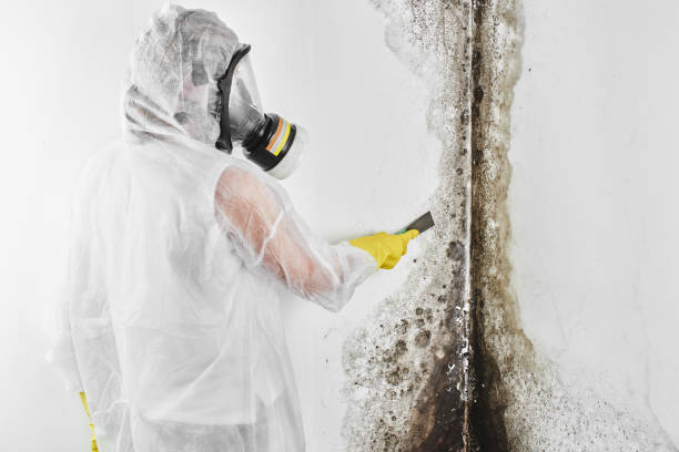 Best Attic Mold Removal  in Deland Southwest, FL