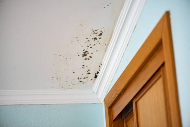 Best Crawl Space Mold Removal  in Deland Southwest, FL
