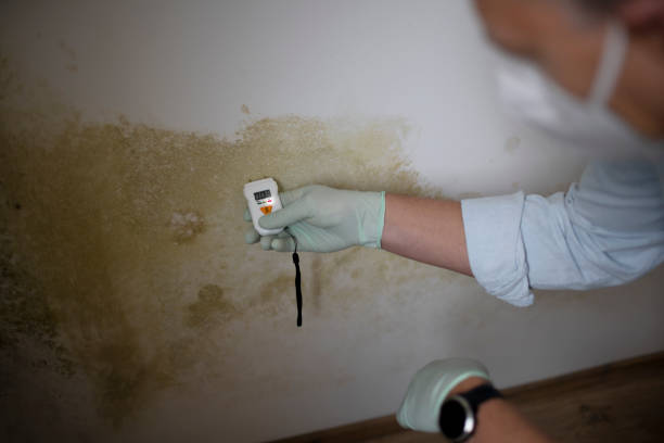 Best Professional Mold Removal  in Deland Southwest, FL